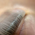Ciaobrow Dolly Shields for Lifting Lash
